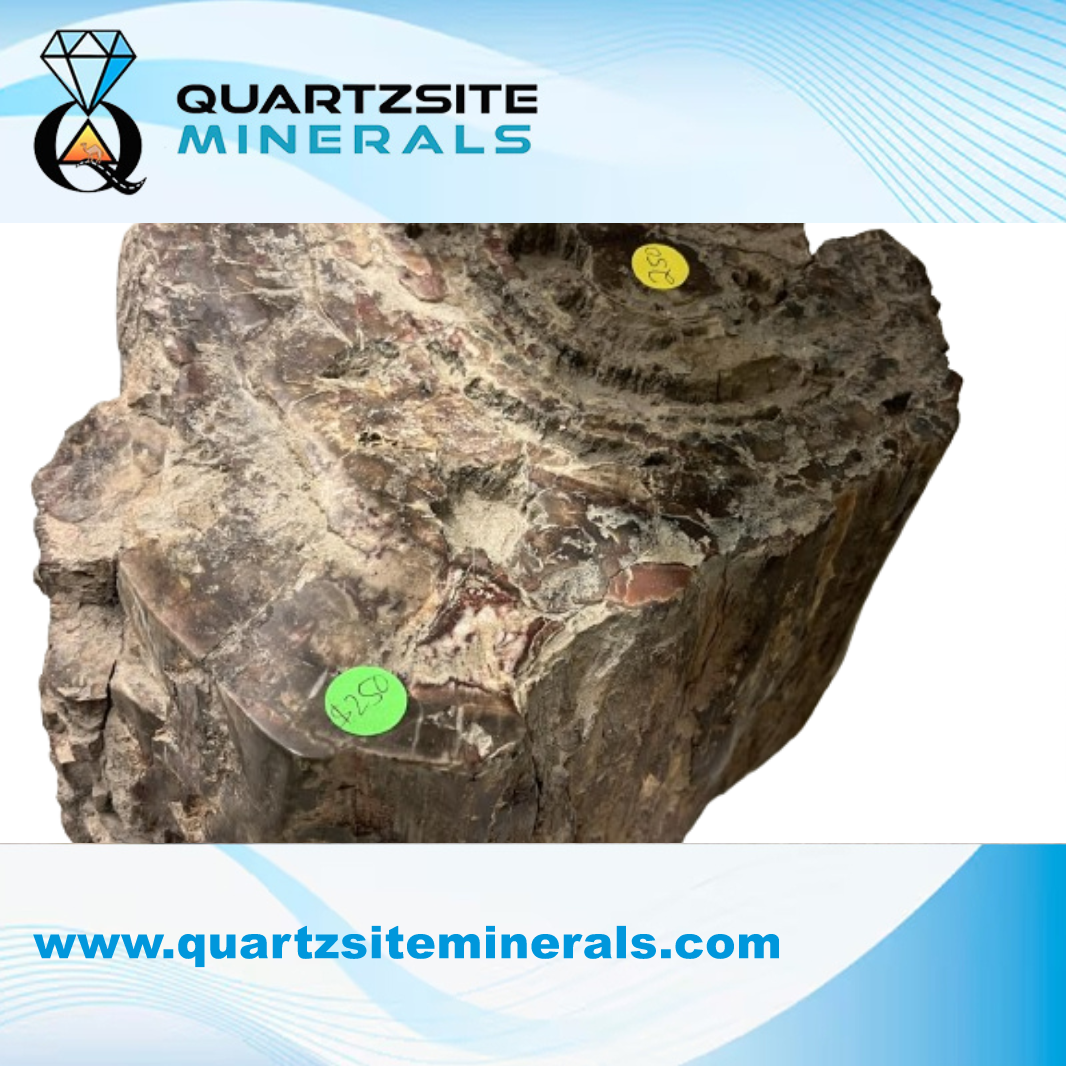 Petrified wood