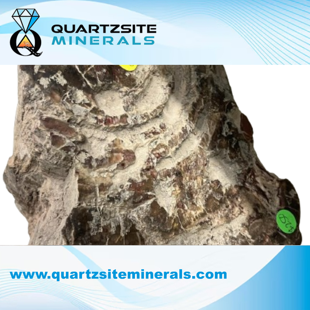 Petrified wood