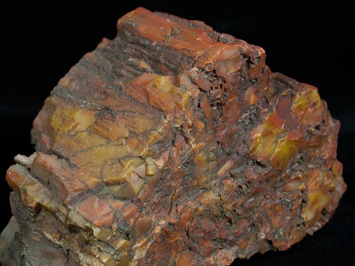 Petrified Wood