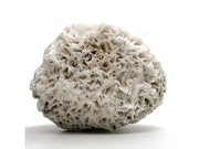 Scolecite