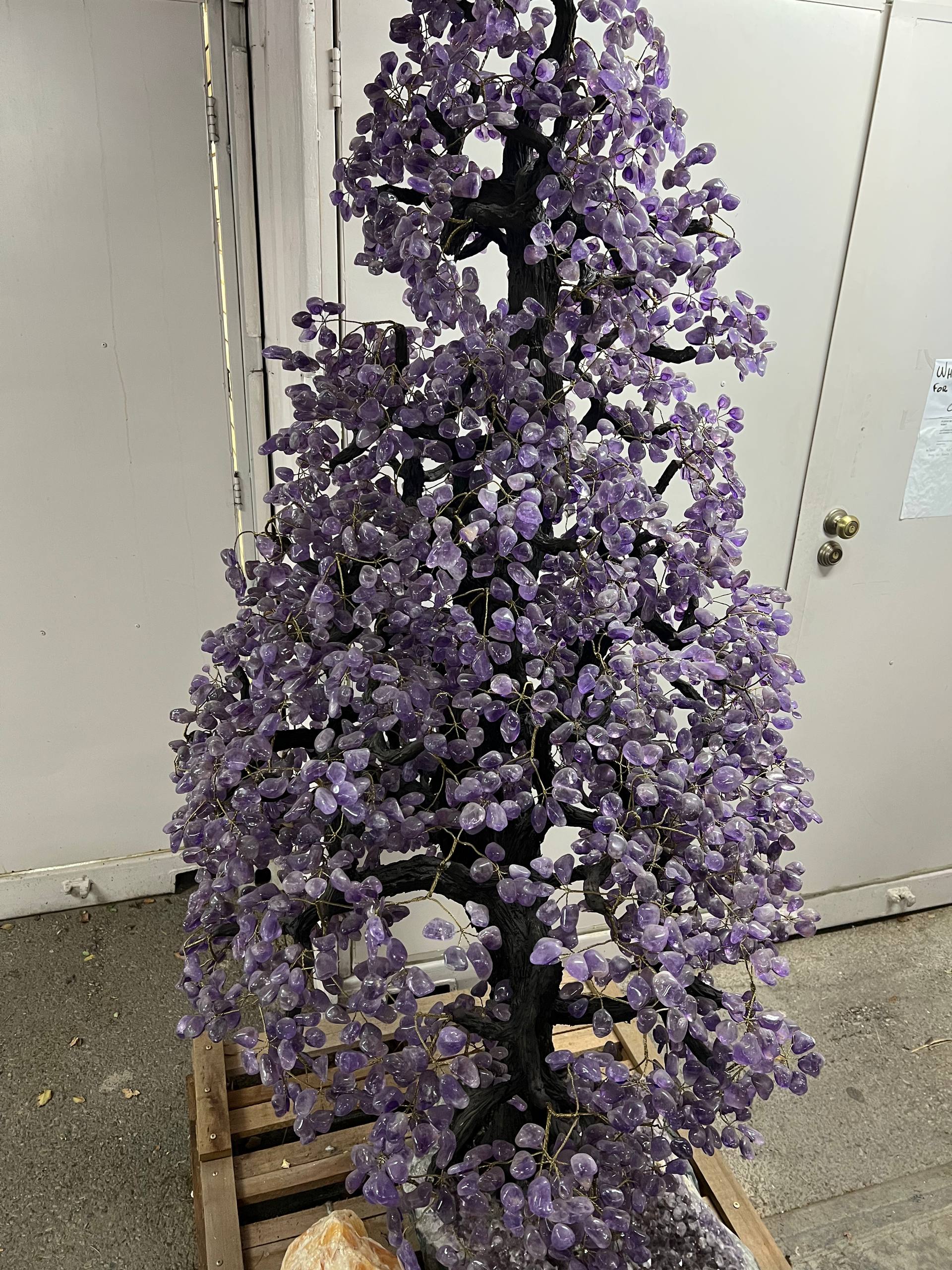 Largest amethyst tree stands on larger amethyst bases, Large money trees – view 1